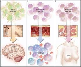 成人干细胞注射方法视频,成人干细胞注射操作步骤详解视频