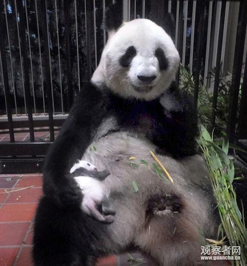 变成人的熊猫视频大全,趣味视频大盘点