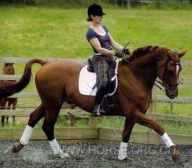 成人马术训练视频,成人进阶技巧解析